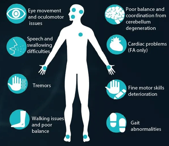 Symptoms of Ataxia with regards to incoordination of Fine-Motor Skills. Source: Ataxia Canada