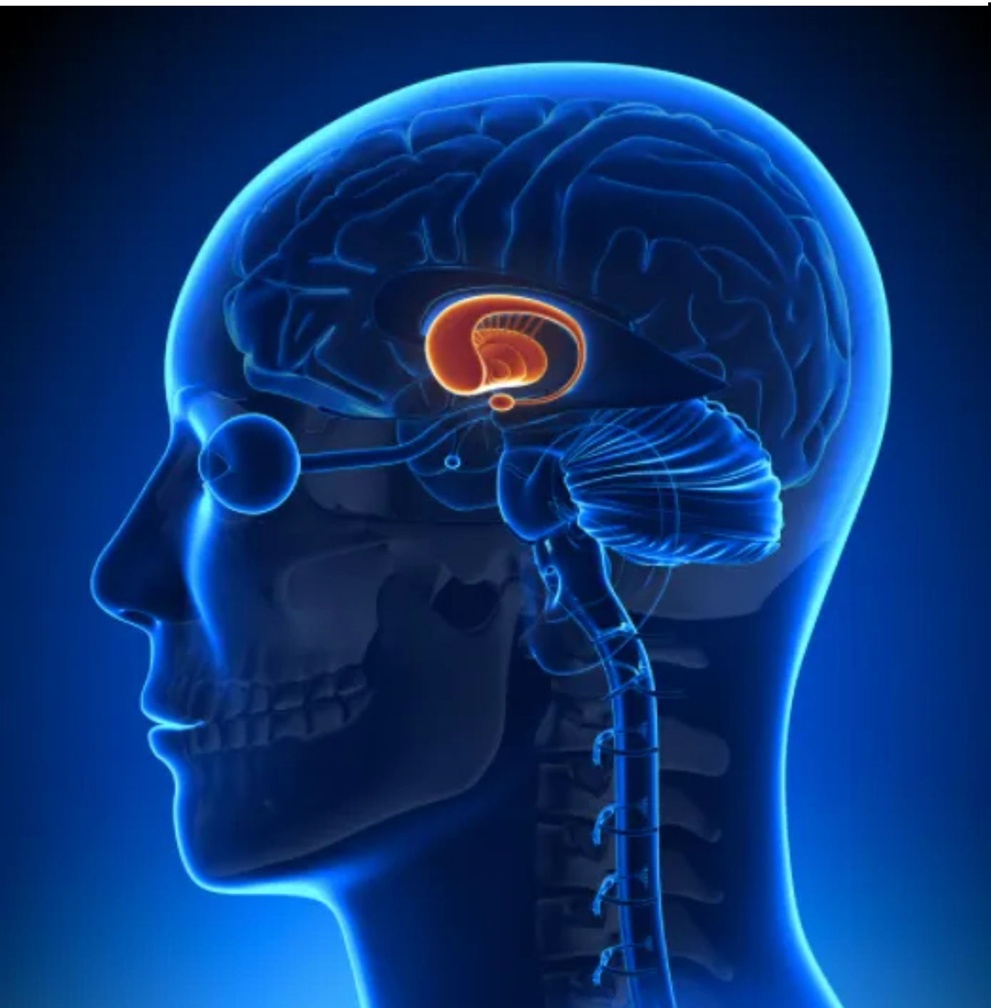 Image of the brain