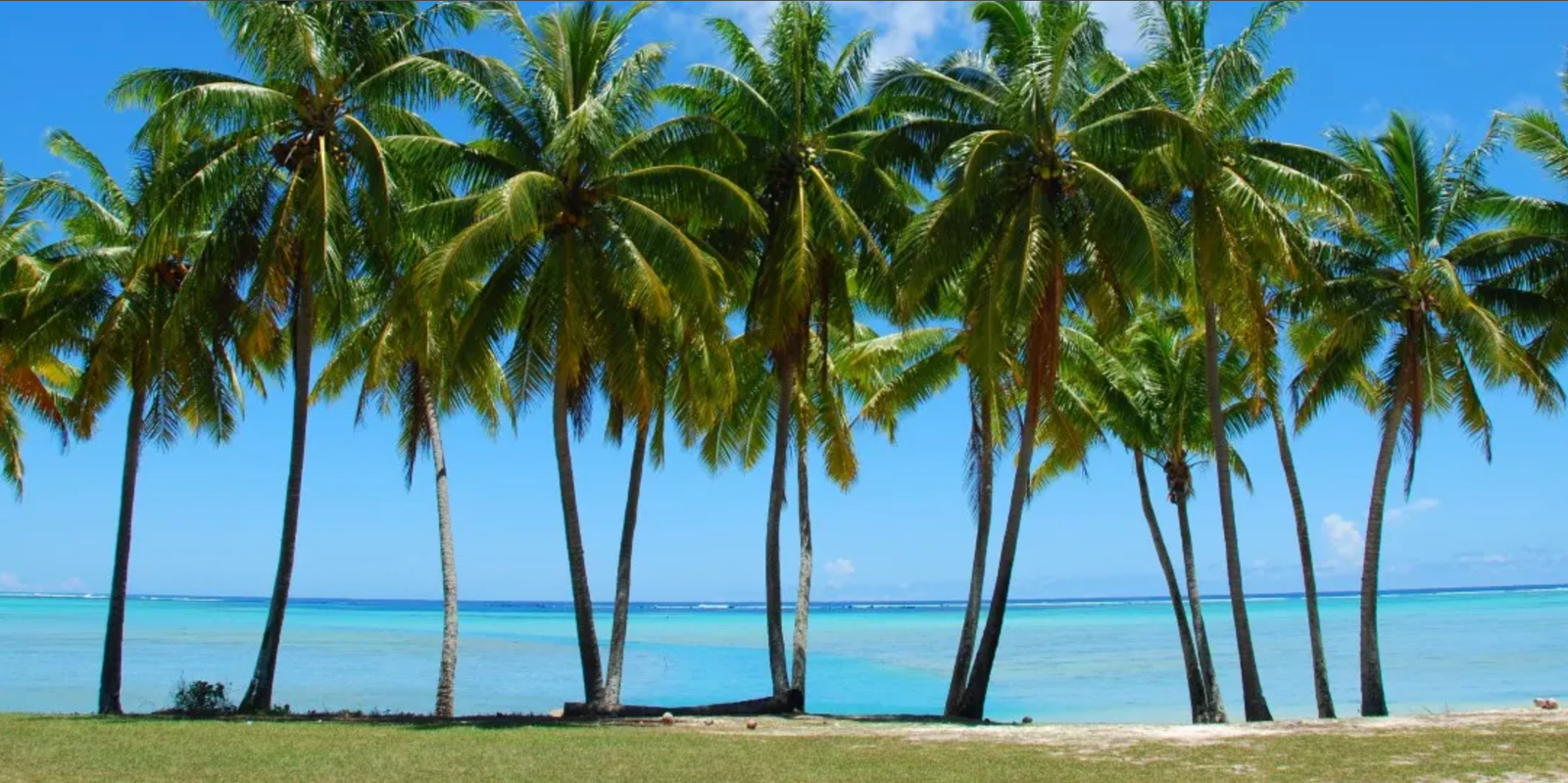 Image of Palm Trees