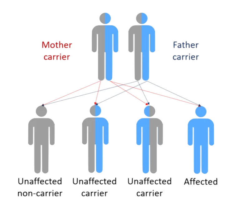 Genetic inheritance patterns diagram