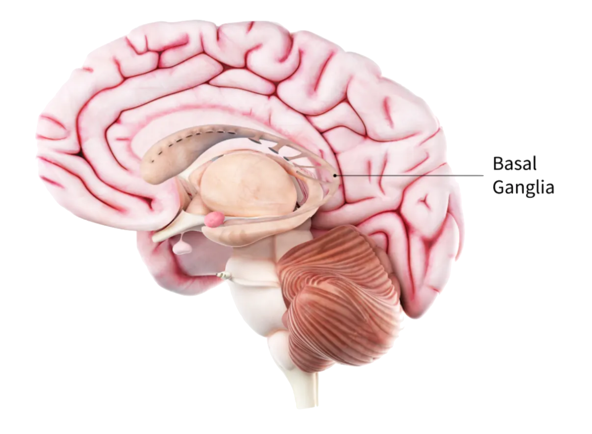 Brain diagram showing Basal Ganglia